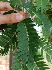 Albizia inundata