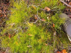 Persoonia juniperina