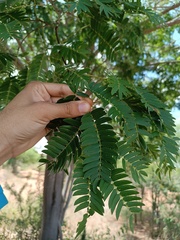 Albizia inundata