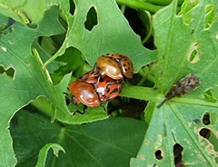 Conchyloctenia punctata