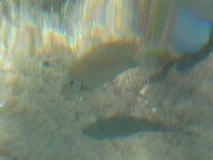 Acanthurus