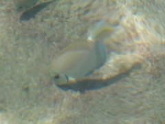 Acanthurus