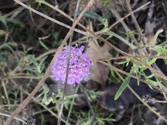 Dipsacoideae