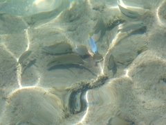 Acanthurus