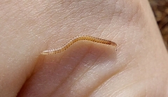 Blaniulinae