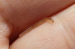 Blaniulinae