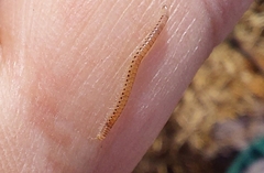 Blaniulinae