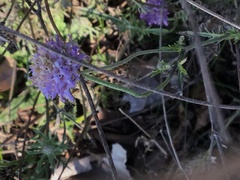 Dipsacoideae