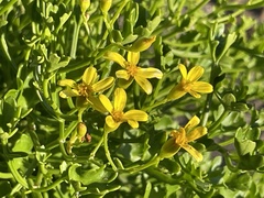 Senecio tamoides