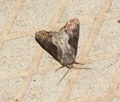 Lateroligia ophiogramma