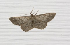 Hypagyrtis piniata