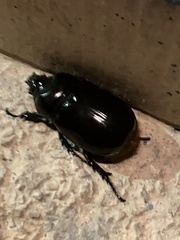 Strategus aloeus