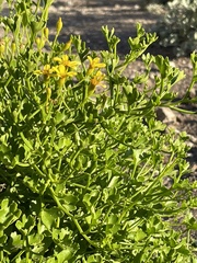 Senecio tamoides