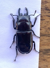 Prosopocoilus torresensis