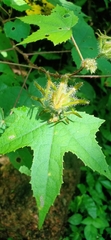 Hibiscus surattensis