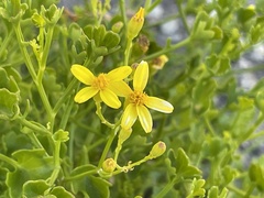 Senecio tamoides