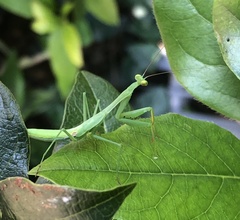 Miomantis caffra