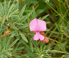 Tephrosia bachmannii