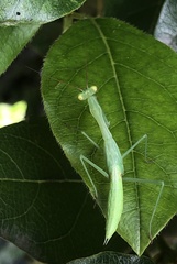 Miomantis caffra