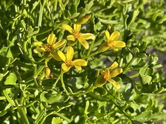 Senecio tamoides