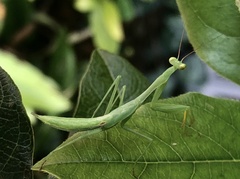 Miomantis caffra