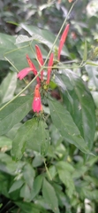 Justicia brasiliana