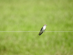 Tachycineta albiventer