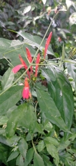 Justicia brasiliana