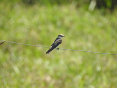 Tachycineta albiventer