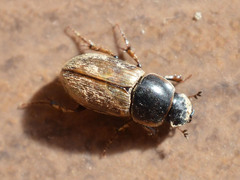 Melinopterus