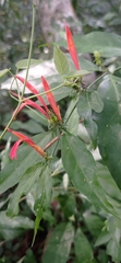 Justicia brasiliana