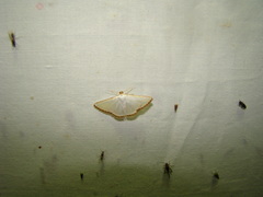 Leuciris