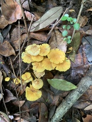 Marasmius rhyssophyllus