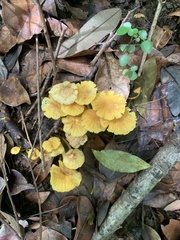 Marasmius rhyssophyllus