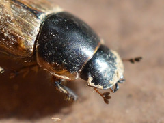 Melinopterus