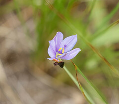 Aristea abyssinica