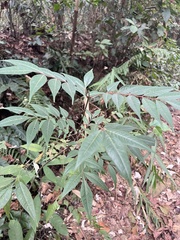 Tetradium glabrifolium