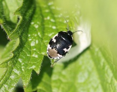 Tritomegas bicolor