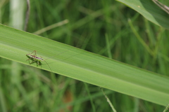 Conocephalus longipes