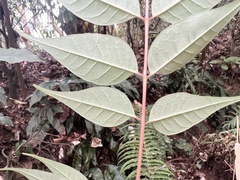 Tetradium glabrifolium