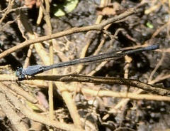 Pseudagrion salisburyense