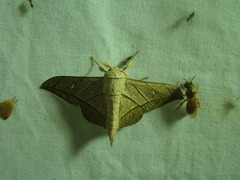 Bedosia fraterna