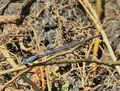 Pseudagrion salisburyense