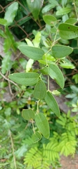 Smilax campestris