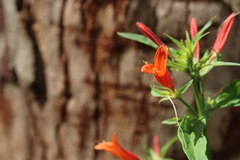 Dicliptera squarrosa