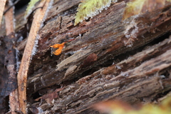 Ophiocordyceps variabilis