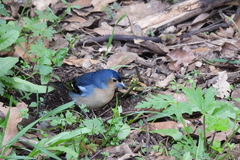 Fringilla coelebs canariensis