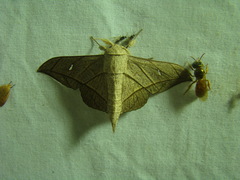 Bedosia fraterna