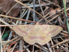 Rhodostrophia calabra