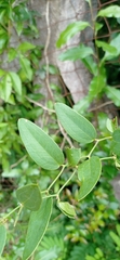 Smilax campestris